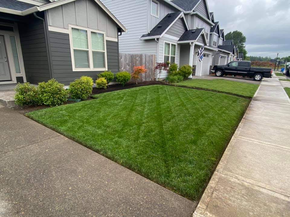 Professionally striped and edged front yard
